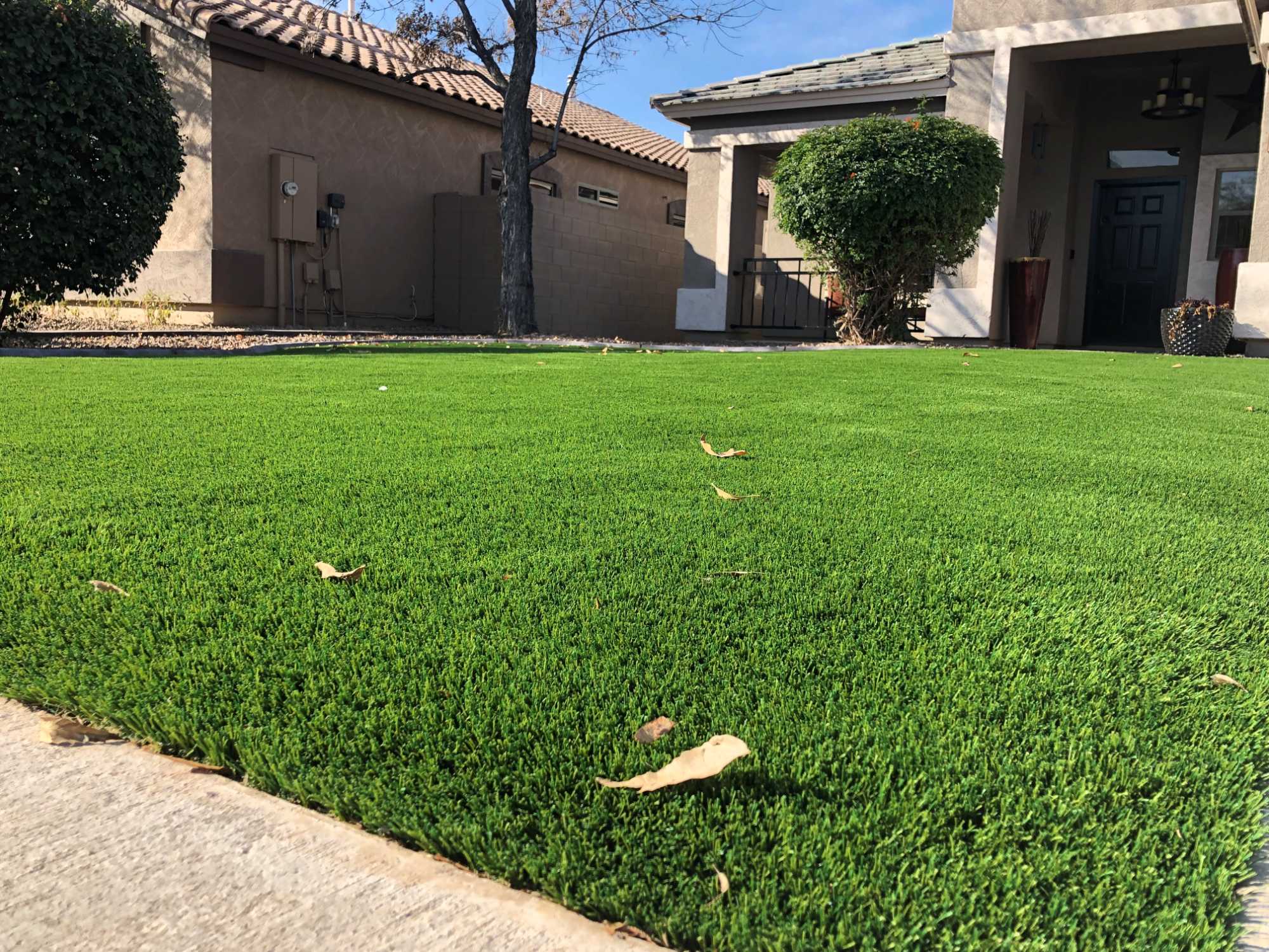 Arizona Platinum Spring - Image 5