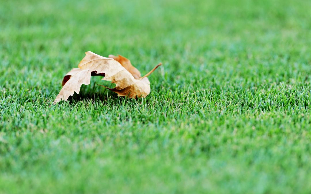 Four Tips to Keep Your Artificial Turf Looking Great