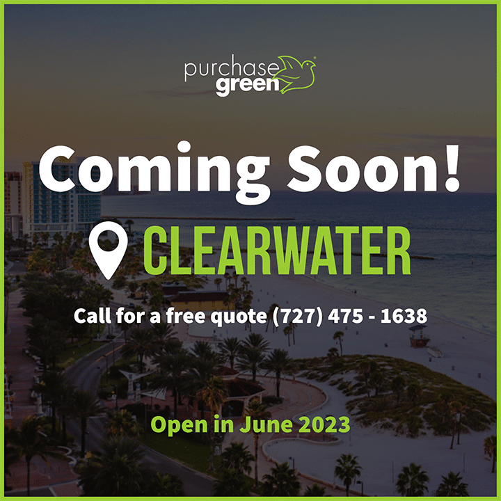 artificial grass clearwater