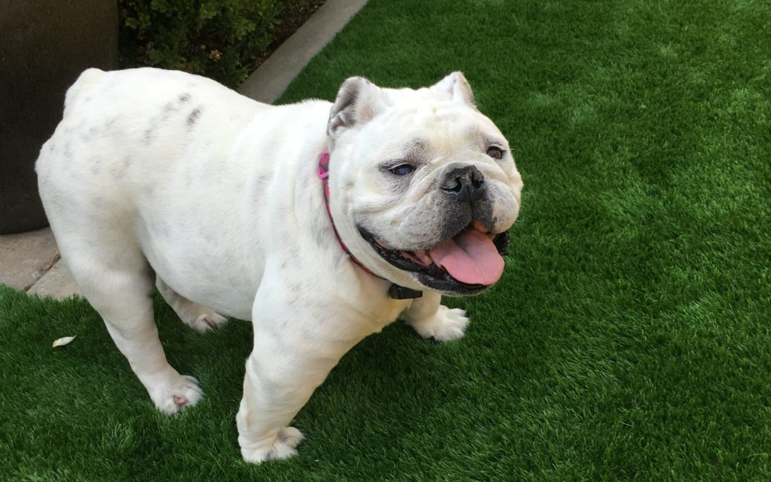 Artificial Grass and Dogs: A Match Made in Heaven