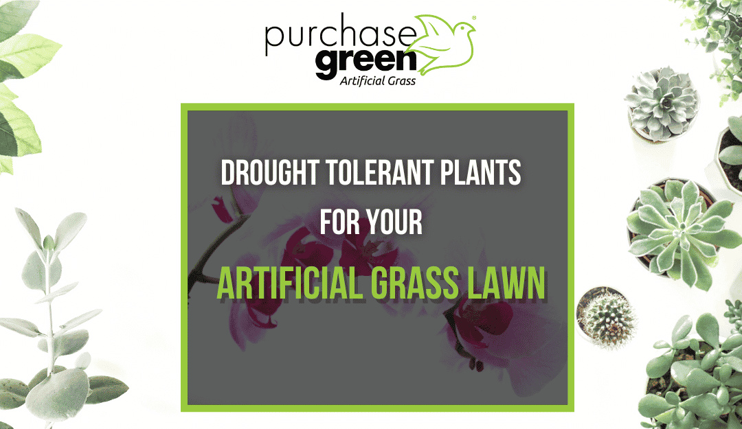 Drought Tolerant Plants for Your Artificial Grass Lawn