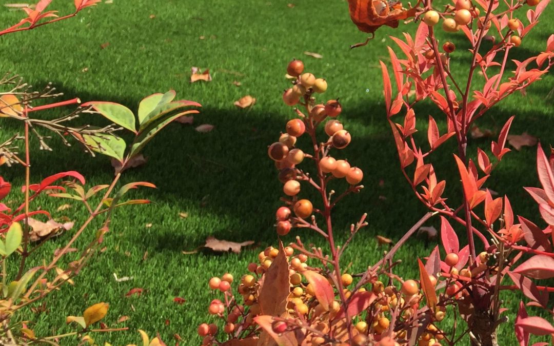 3 Reasons Why Fall is the Best Time to Install Artificial Grass