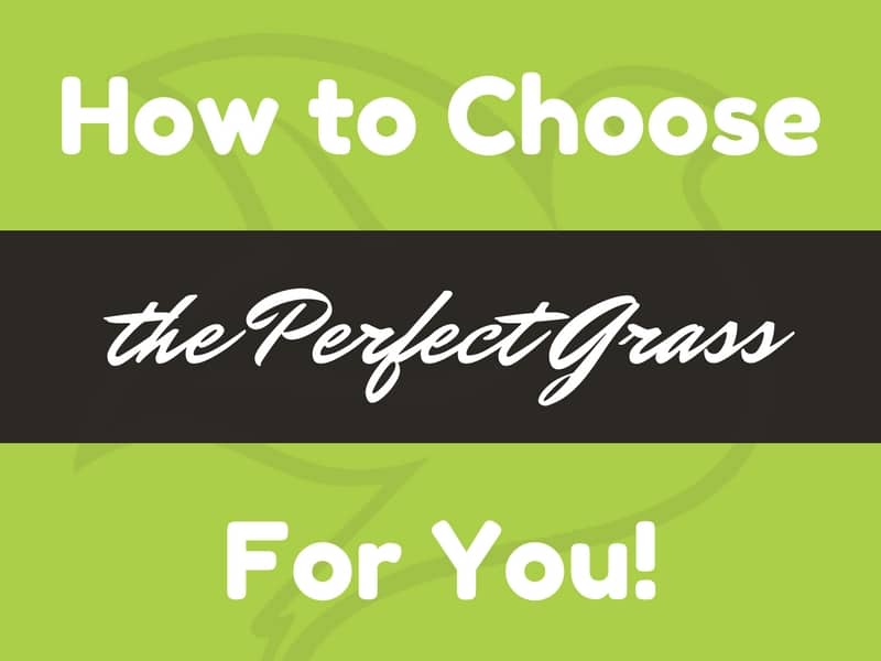 How to Choose the Perfect Grass For You!