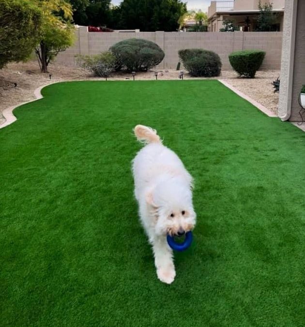 How to Prevent and Treat Artificial Grass Pet Odors