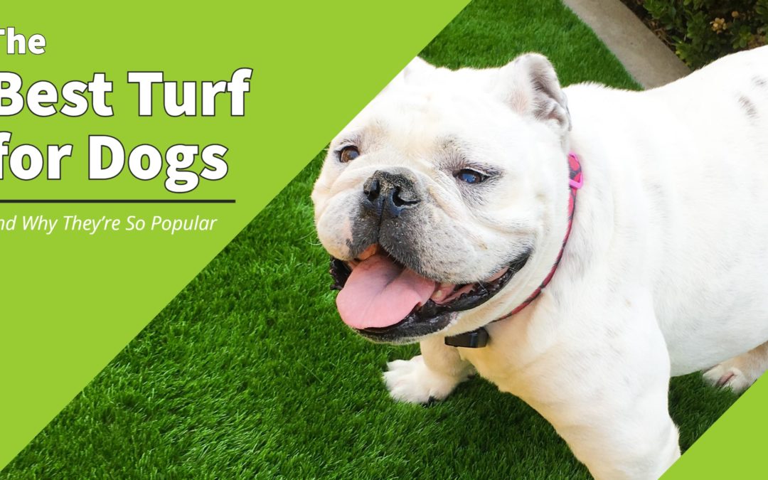 Our Most Popular Turf for Dogs (and why)