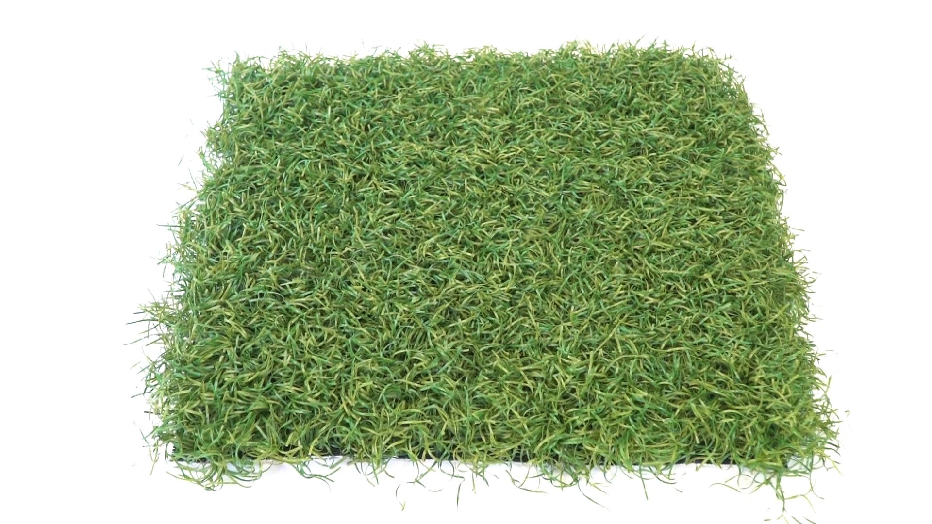 Perennial Green Grass