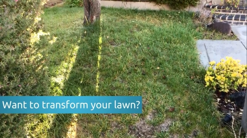Let Us Help You Transform Your Lawn!