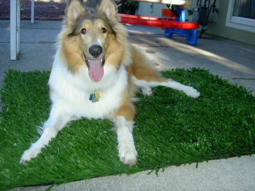 3 Easy DIY Projects for Artificial Grass Remnants