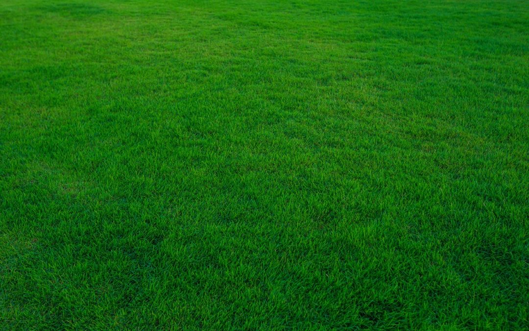 Artificial Grass: A Great Choice for Long-term Water Use Reduction