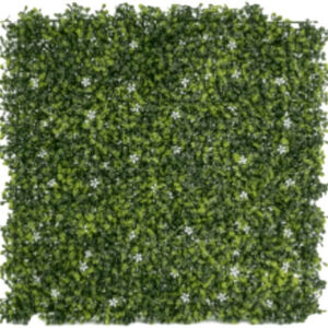 Boxwood with Jasmine