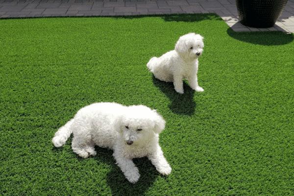 Two Dogs On Turf