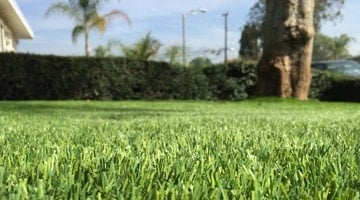 Is Artificial Turf Safe? | Answers to Your Questions