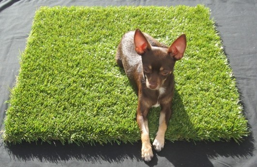 Train Your Puppy with an Artificial Grass Puppy Pad