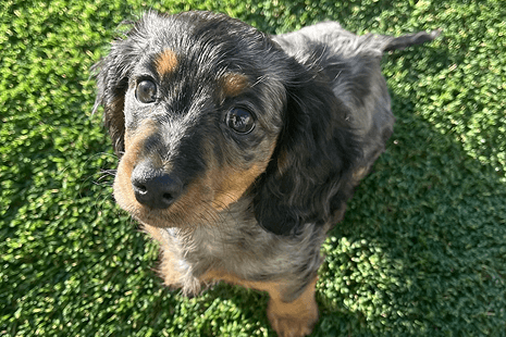 solution-pet-intro-image