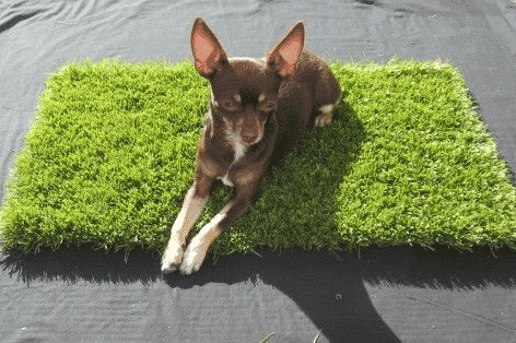 Puppy Pads | The Perfect Patch for Urban Pets